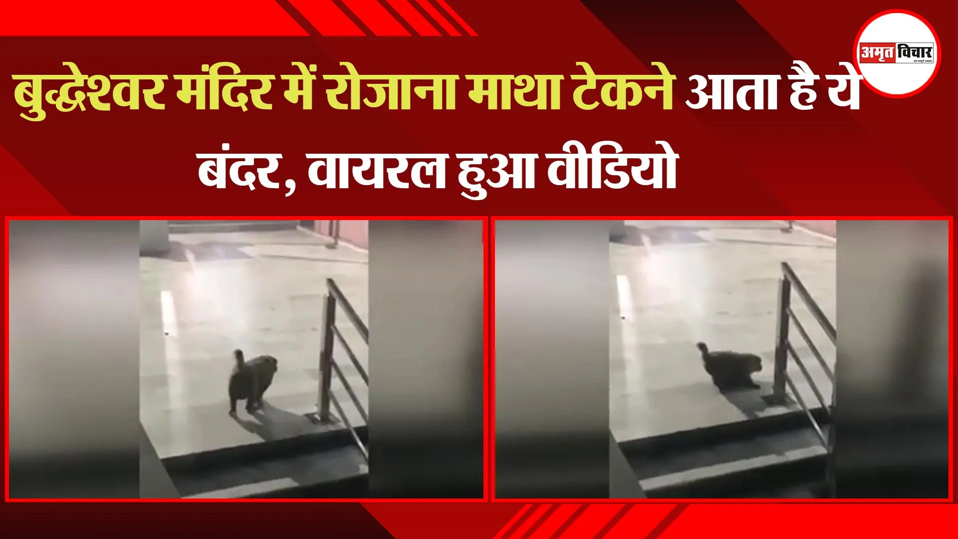 लखनऊ: बुद्धेश्वर मंदिर में रोजाना माथा टेकने आता है ये बंदर, वायरल हुआ वीडियो