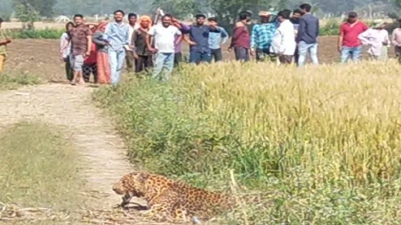 बिजनौर: खटके में फंसा गुलदार का पैर, वन विभाग ने किया रेस्क्यू