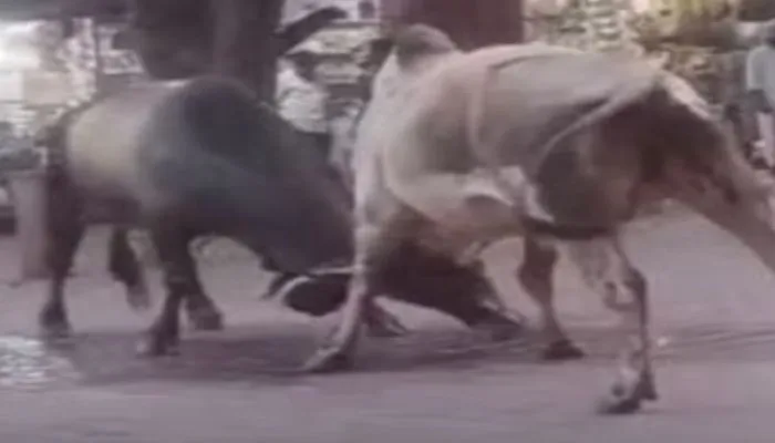 Kanpur: आवारा जानवर लोगों की जान पर पड़ रहे भारी, सड़क पर सांडों की लड़ाई, चपेट में आकर युवक की मौत