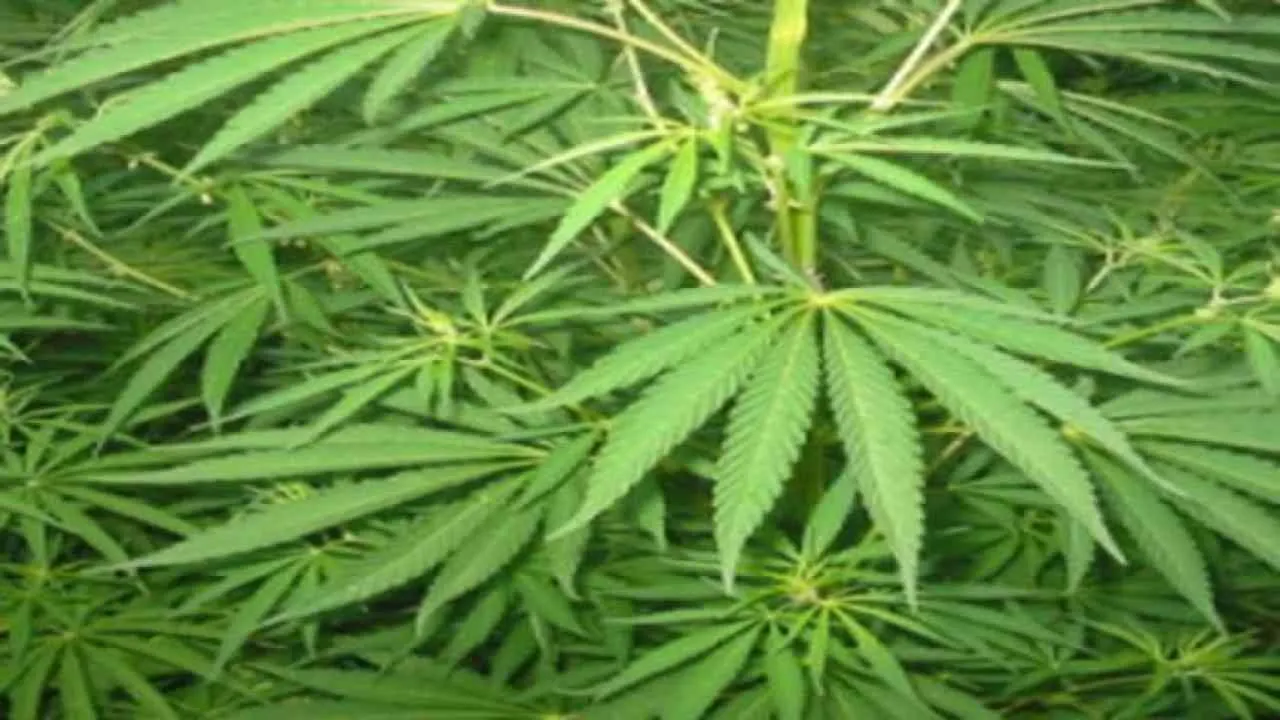 हिमाचल प्रदेश: भांग की खेती को वैध करने के लिए पांच सदस्य कमेटी गठित