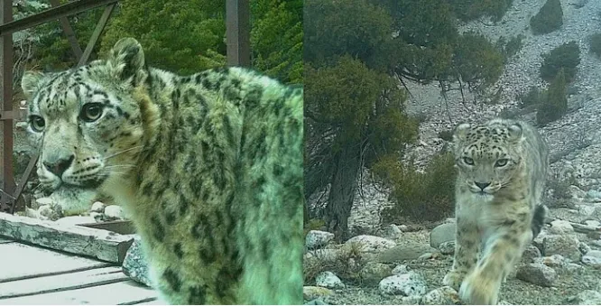 उत्तरकाशी: नेलांग घाटी में हिम तेंदुए की तस्वीर कैद 