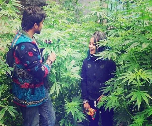 शिमला: भांग की खेती कानूनी वैधता, राज्य की आर्थिकी को मिलेगा संबल