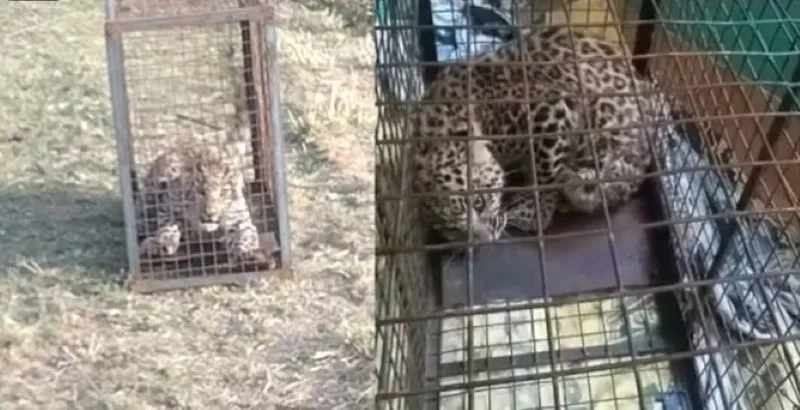 पौड़ी गढ़वाल: बंदर के पिंजरे में कैद हो गया गुलदार 