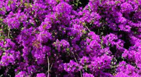 दिल्ली पर्यटन विभाग अगले सप्ताह से लगाएगा बोगनवेलिया के फूलों की प्रदर्शनी