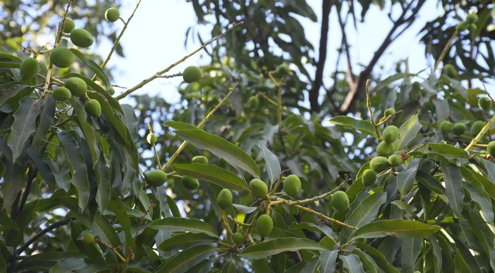 बरेली: 15 प्रतिशत आम का बौर प्रभावित, होगा महंगा
