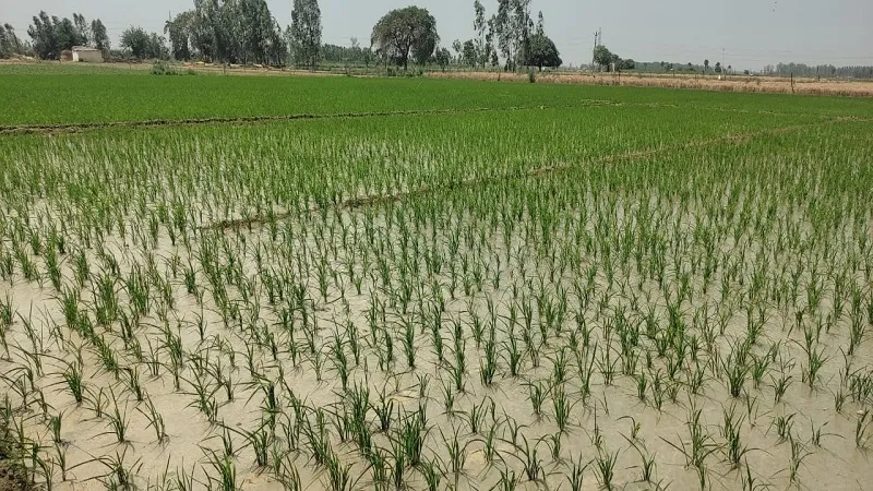 संभल : रेतीली जमीन पर लहलहा रही धान की फसल, 400 बीघा में हो रही खेती