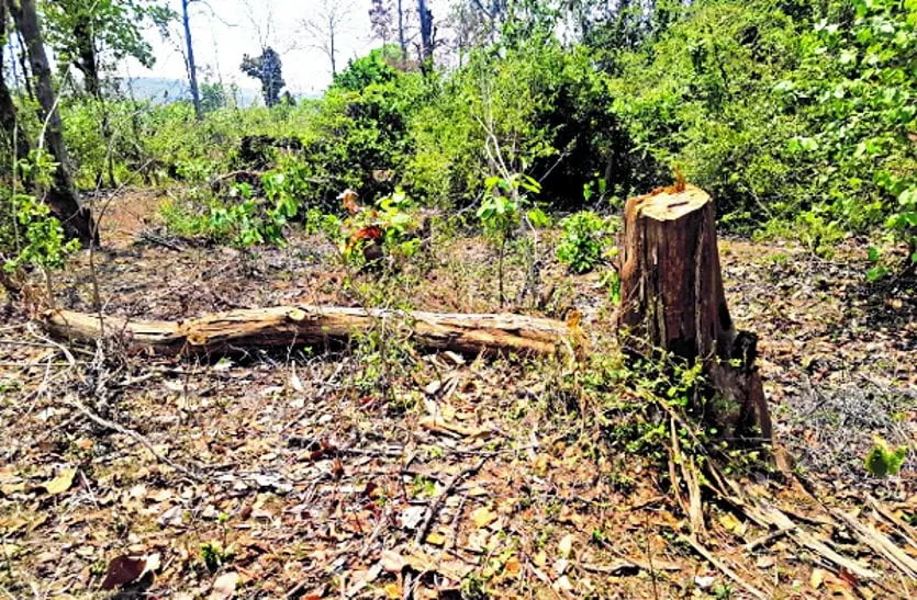 सागौन के जंगल में अवैध कटाई मामले में डिप्टी रेंजर सहित दो निलंबित 