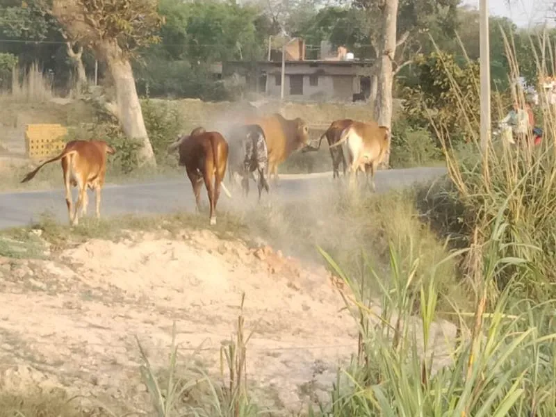 अयोध्या : वनगमन मार्ग पर छुट्टा पशुओं ने मचा रखा है आतंक, बीडीओ बोले। गौशाला निर्माण के बाद पकड़े जाएंगे छुट्टा पशु 