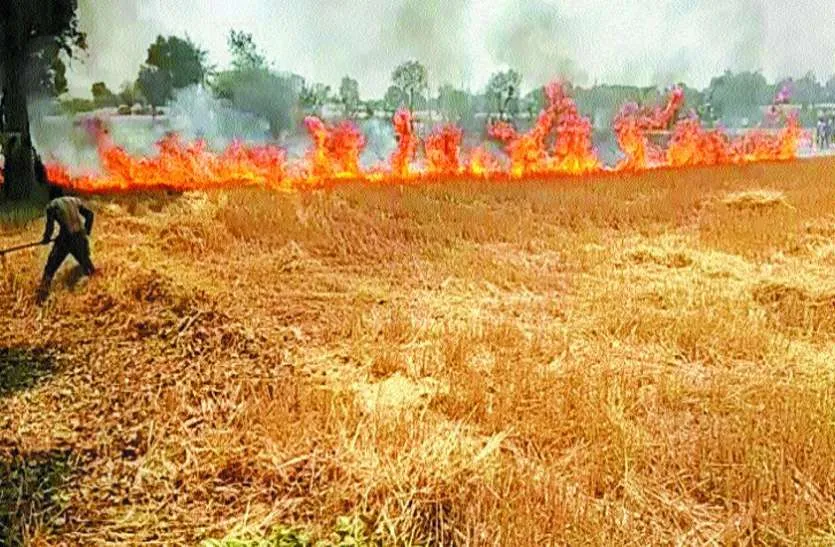 खटीमा: बिजली के तारों से निकली चिंगारी से 15 बीघा में तैयार गेहूं की फसल राख