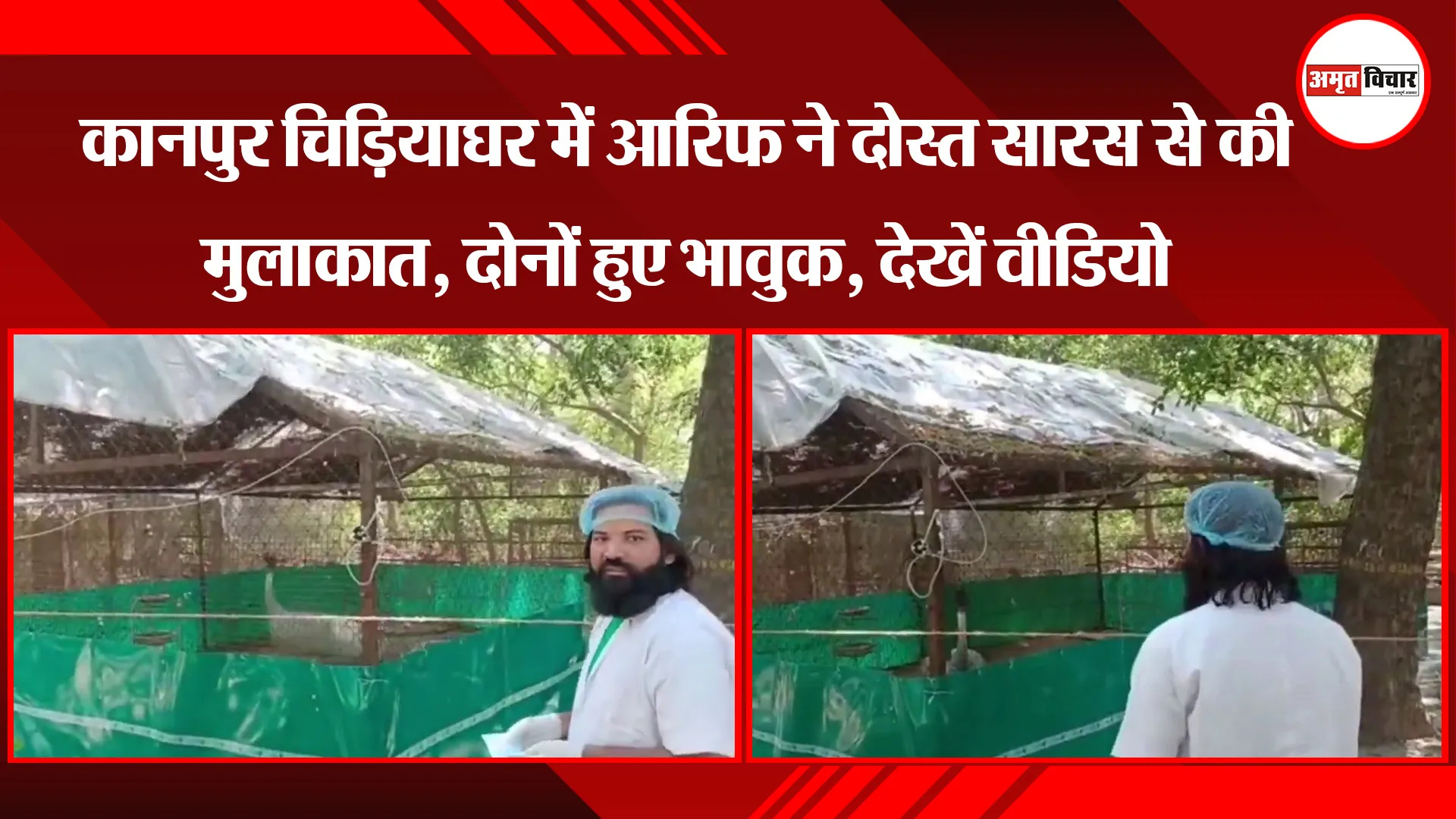 कानपुर चिड़ियाघर में आरिफ ने दोस्त सारस से की मुलाकात, दोनों हुए भावुक, देखें वीडियो