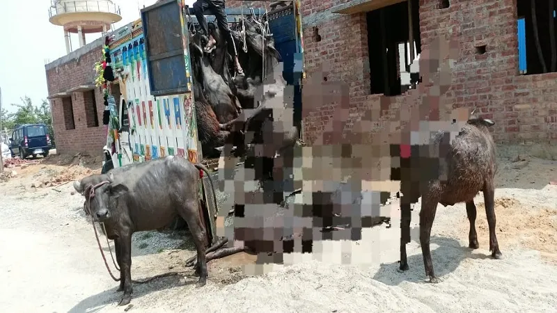 संभल: पशुओं से लदा वाहन पकड़ा, पुलिस ने चालक को हिरासत में लिया