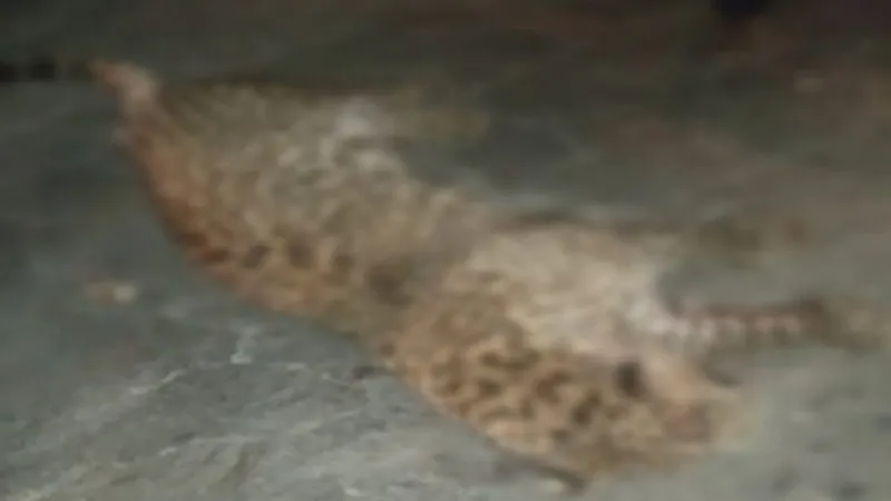 रामपुर : सड़क पार कर रहे तेंदुए की वाहन से कुचलकर मौत