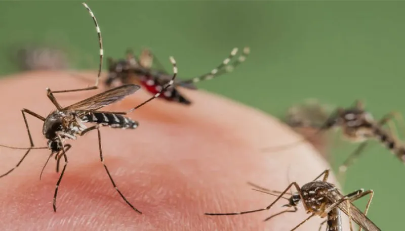 बरेली: मच्छरों से होगी जंग, 3200 टीमें तैयार...बैठक में दिए ये दिशा निर्देश