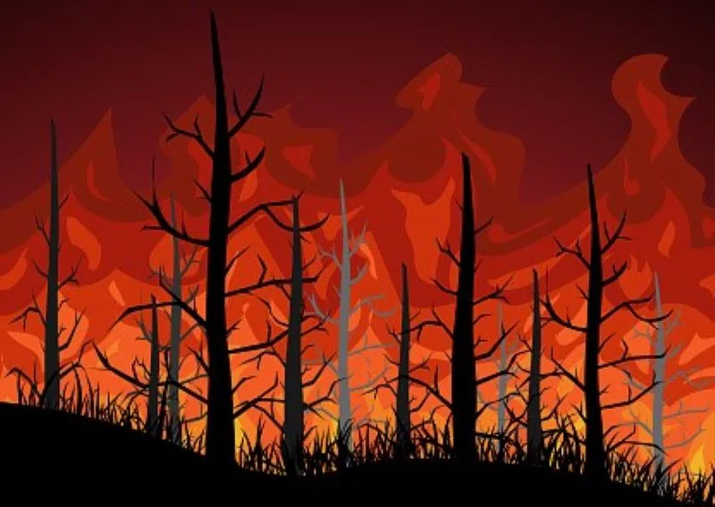 Forest Fire: 155 क्रू सेंटर स्थापित करने के बावजूद 15 हेक्टेयर जंगल राख 