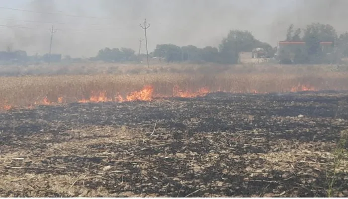 Kanpur Fire : शॉर्ट सर्किट के चलते खेतों में लगी आग, गेहूं की पांच बीघा फसल जलकर राख, किसान के मुरझाए चेहरे