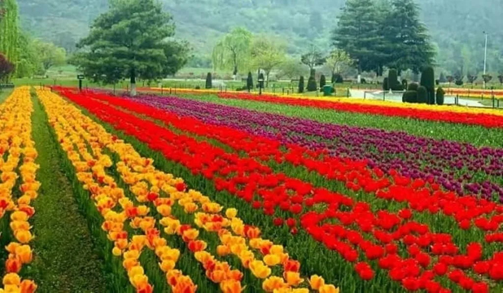 श्रीनगर के ट्यूलिप गार्डन को निहारने 10 दिन के भीतर ही एक लाख से अधिक लोग पहुंचे 