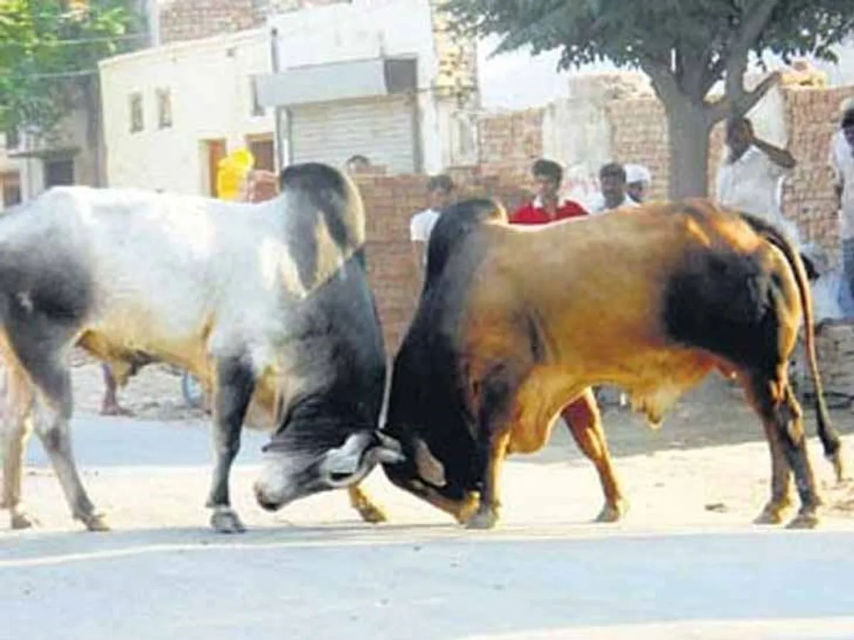 शाहजहांपुर: सांड़ ने पूर्व महिला प्रधान को पटक-पटककर मार डाला