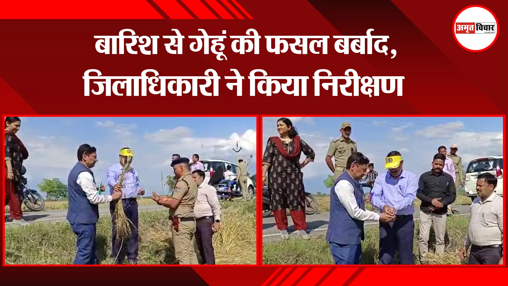 बाजपुर: बारिश से गेहूं की फसल बर्बाद, जिलाधिकारी ने किया निरीक्षण