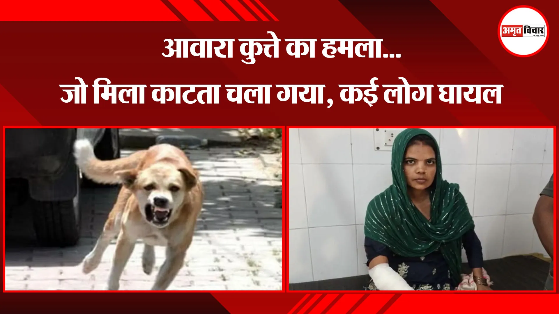 मुरादाबाद: आवारा कुत्ते का हमला...जो मिला काटता चला गया, कई लोग घायल