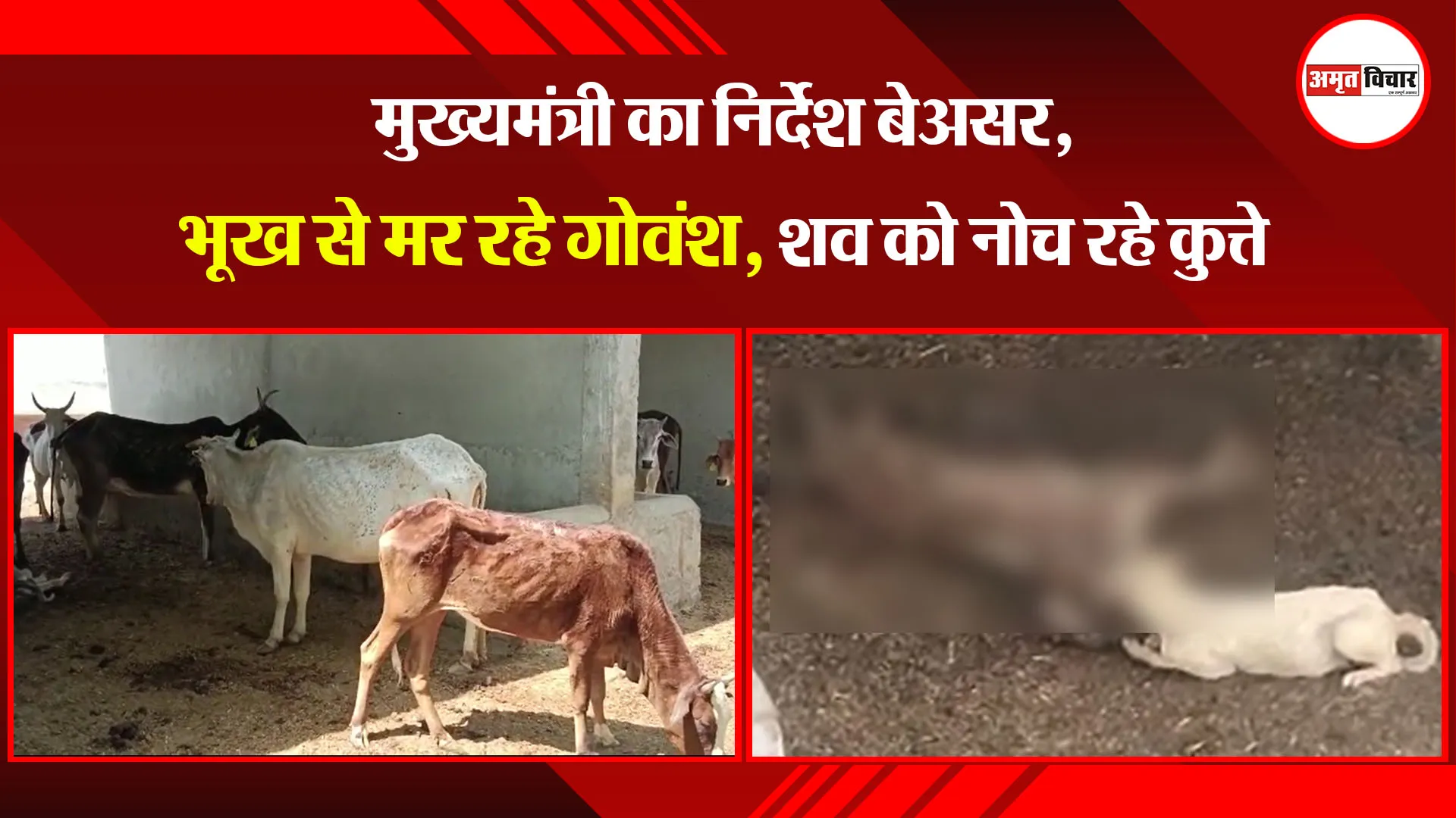  बदायूं: मुख्यमंत्री का निर्देश बेअसर, भूख से मर रहे गोवंश, शव को नोच रहे कुत्ते