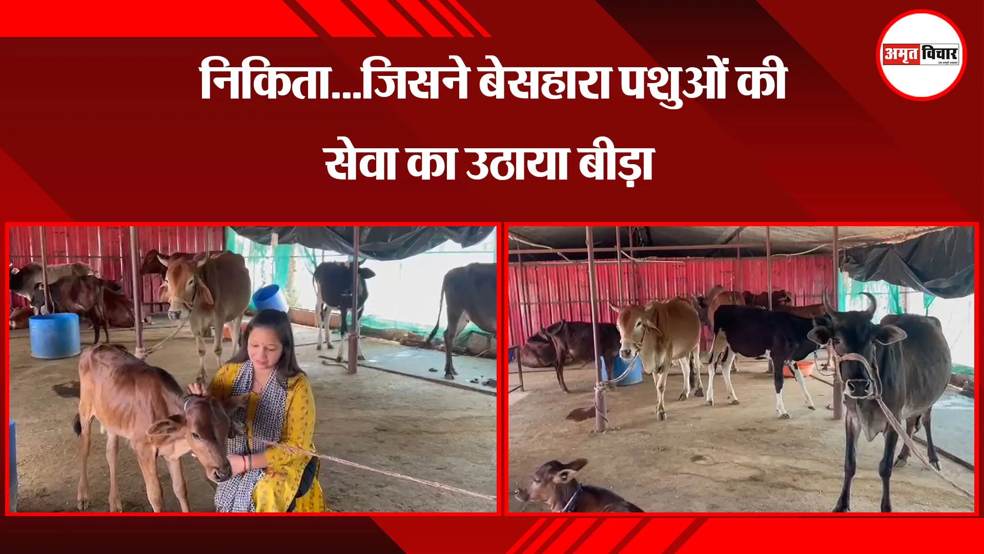 हल्द्वानी: निकिता...जिसने बेसहारा पशुओं की सेवा का उठाया बीड़ा
