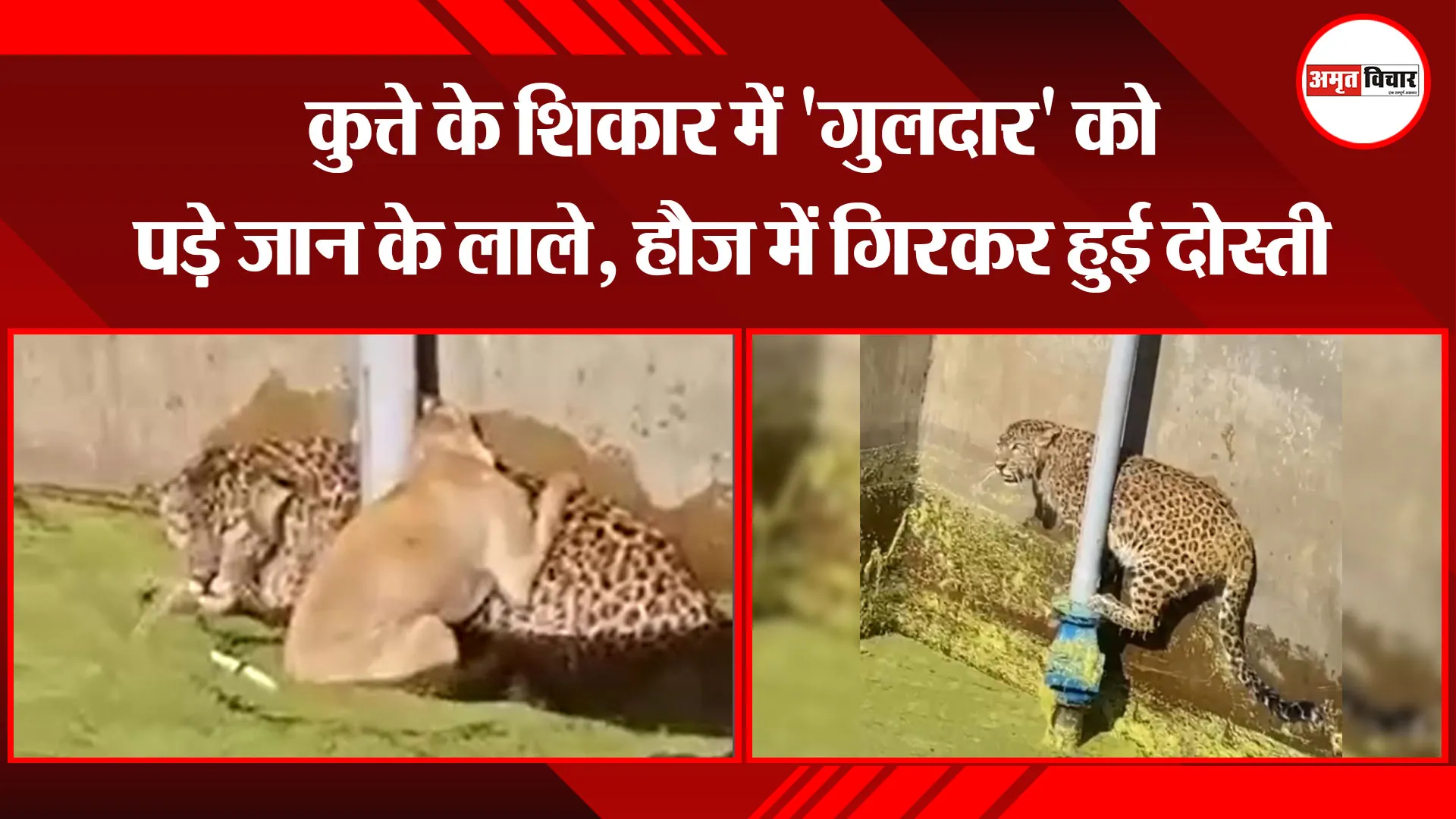 उधम सिंह नगर: कुत्ते के शिकार में 'गुलदार' को पड़े जान के लाले, हौज में गिरकर हुई दोस्ती 