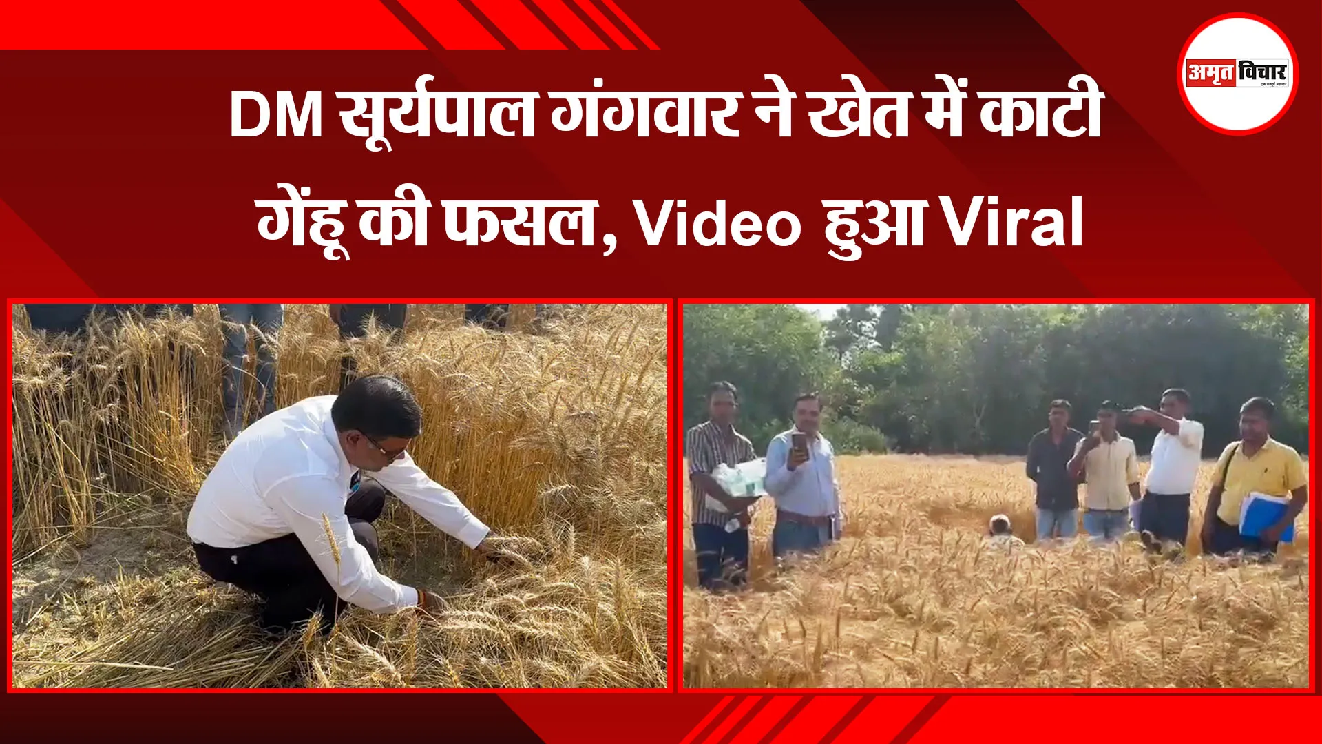  लखनऊ: DM सूर्यपाल गंगवार ने खेत में काटी गेंहू की फसल, Video हुआ Viral