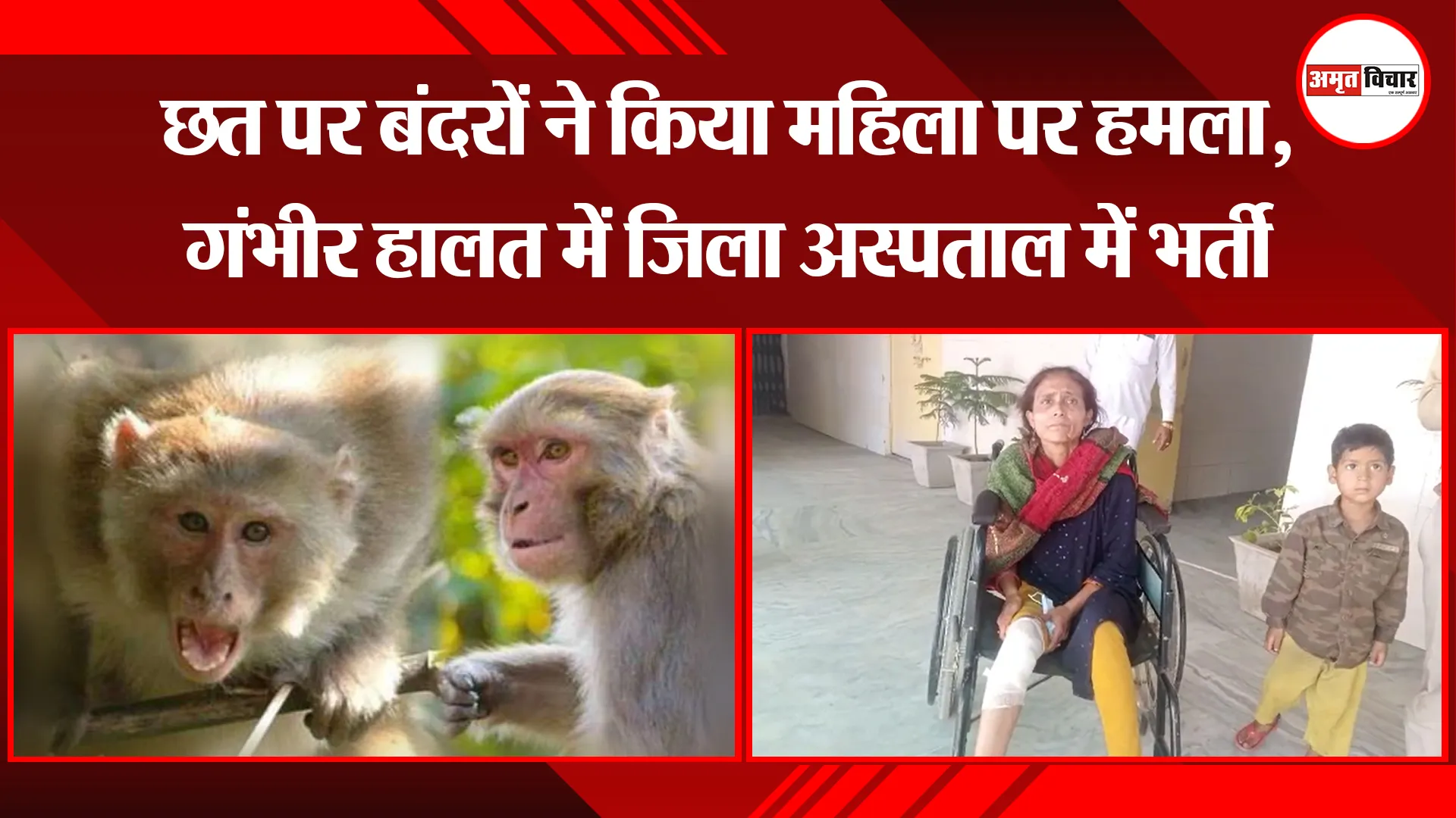 बरेली: छत पर बंदरों ने किया महिला पर हमला, गंभीर हालत में जिला अस्पताल में भर्ती