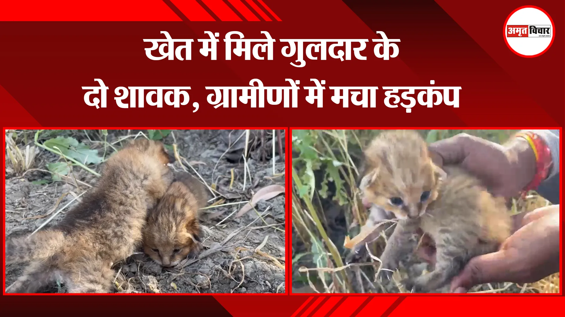 बाजपुर: खेत में मिले गुलदार के दो शावक, ग्रामीणों में मचा हड़कंप