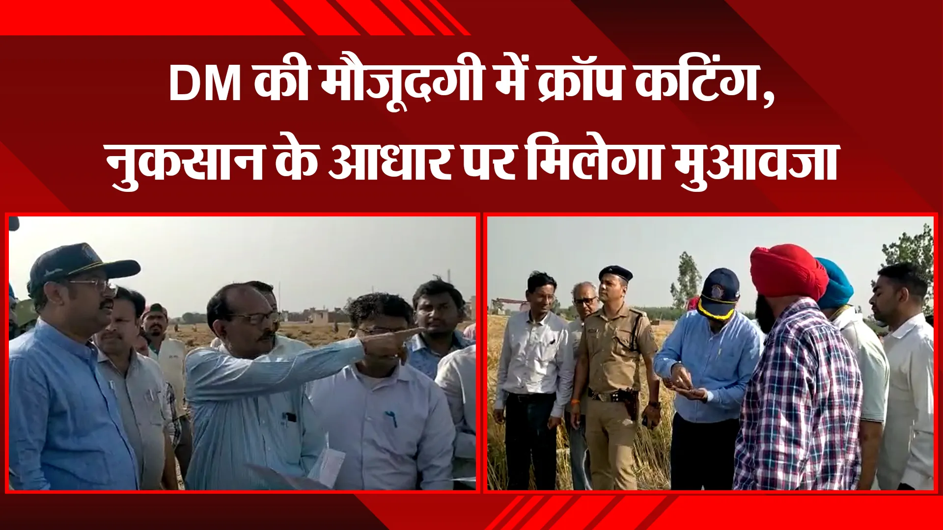 बाजपुर: DM की मौजूदगी में क्रॉप कटिंग, नुकसान के आधार पर मिलेगा मुआवजा