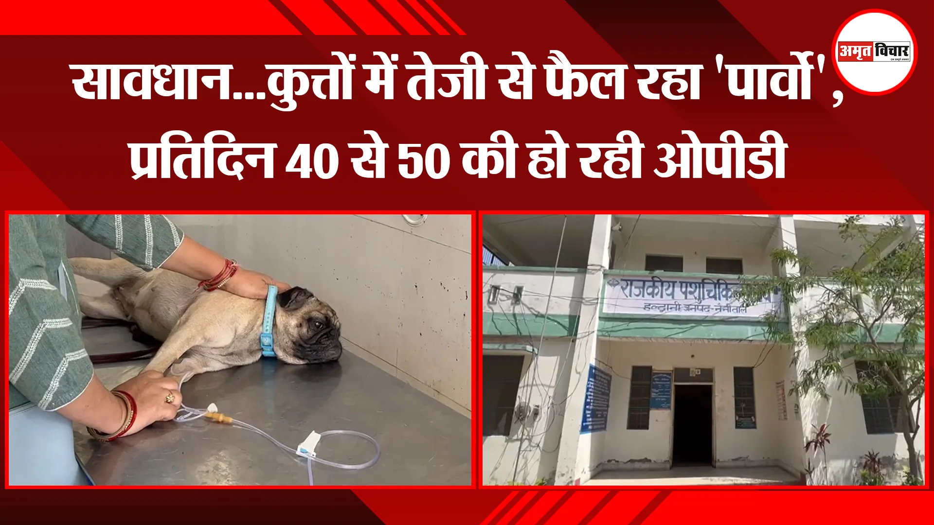 हल्द्वानी: सावधान...कुत्तों में तेजी से फैल रहा 'पार्वो', प्रतिदिन 40 से 50 की हो रही ओपीडी
