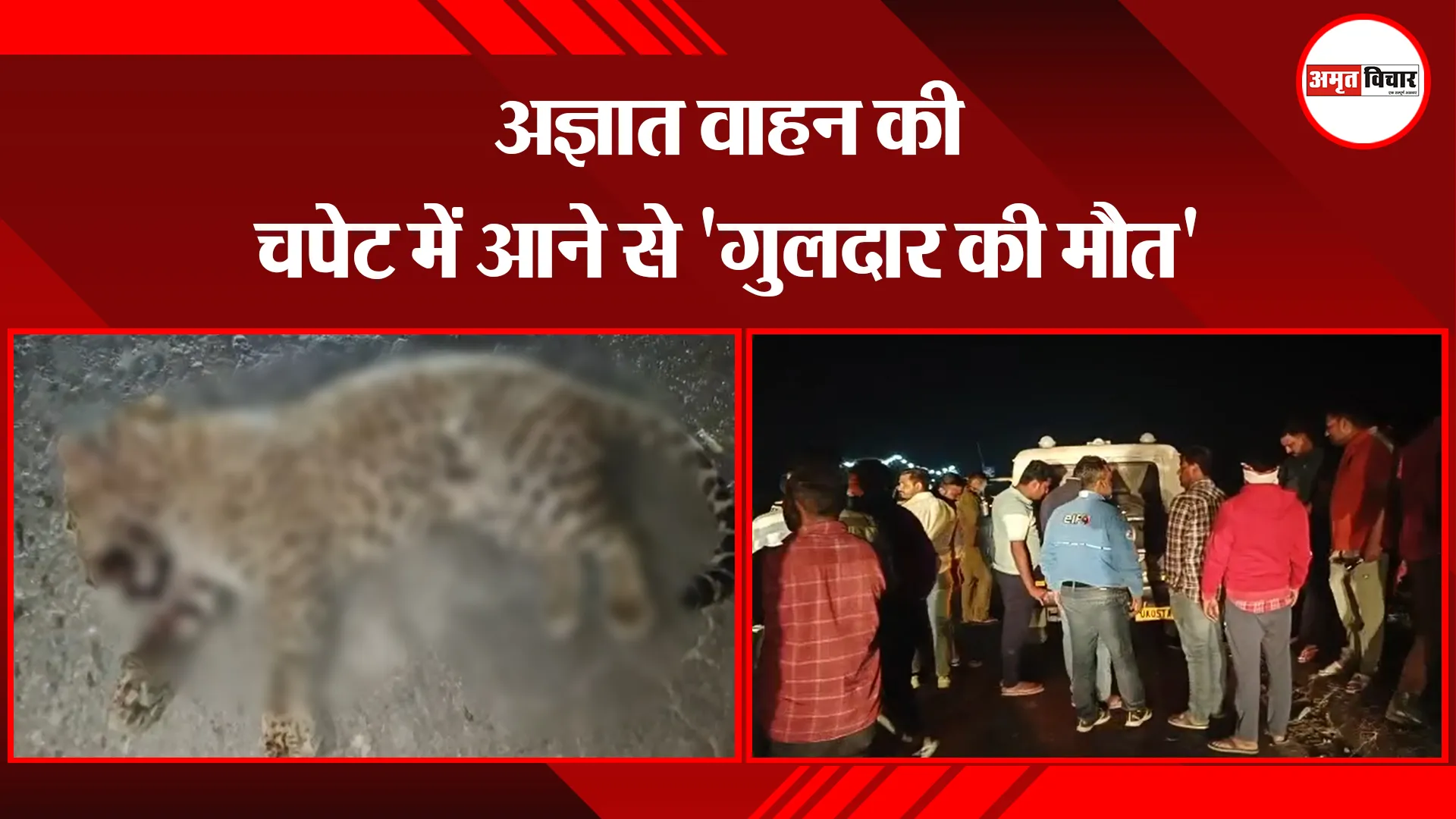 बाजपुर: अज्ञात वाहन की चपेट में आने से 'गुलदार की मौत'