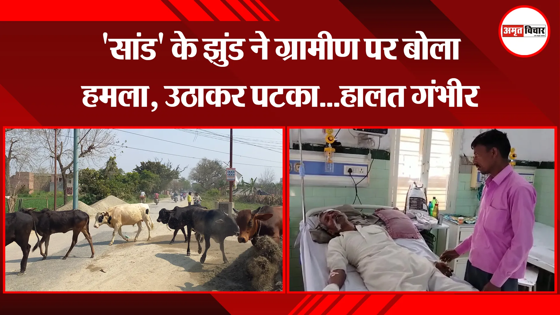 बरेली: 'सांड' के झुंड ने ग्रामीण पर बोला हमला, उठाकर पटका...हालत गंभीर