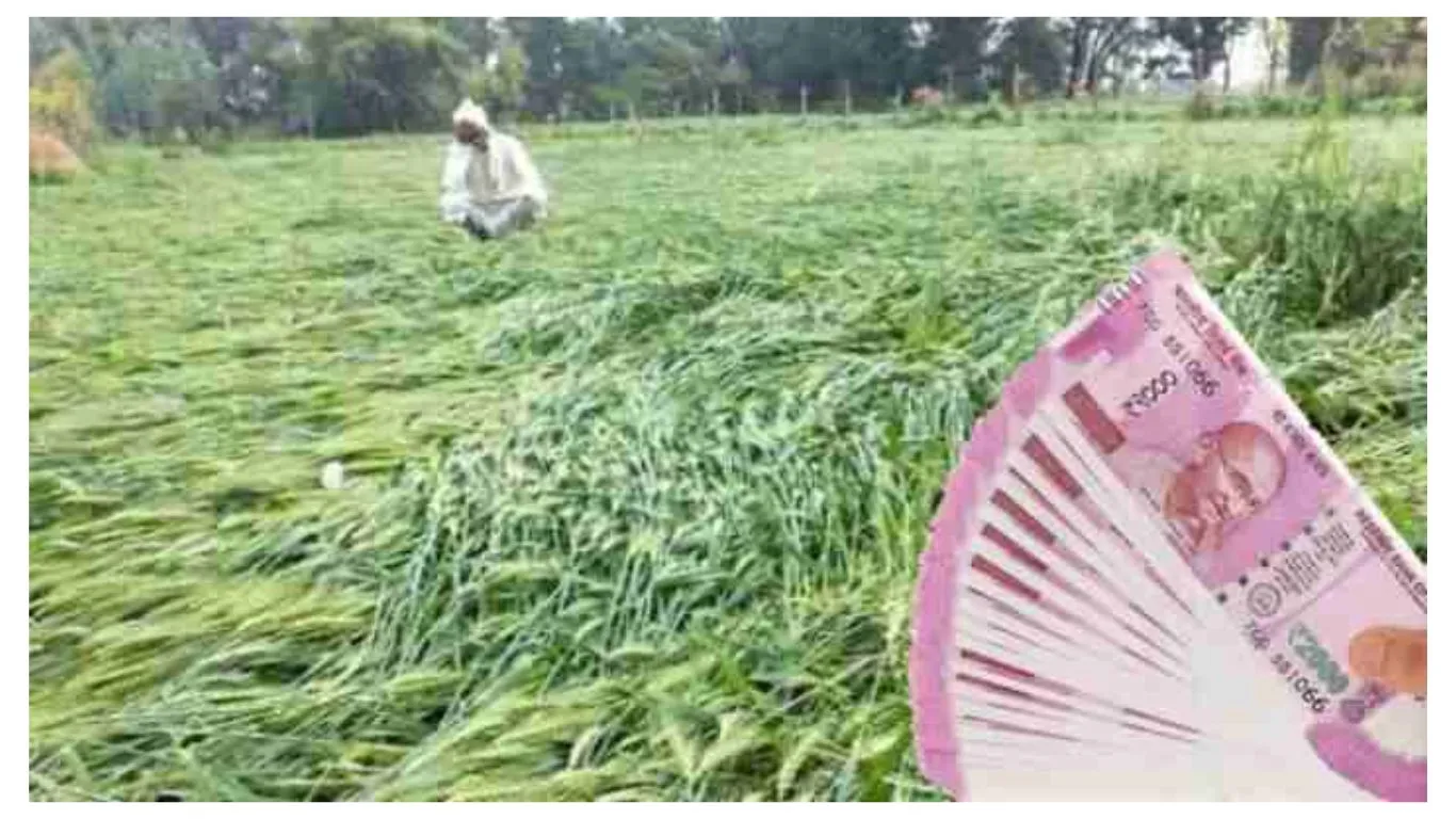 खटीमाः किसानों को मिले 50 हजार रुपये प्रति एकड़ मुआवजा- भुवन चंद्र कापड़ी