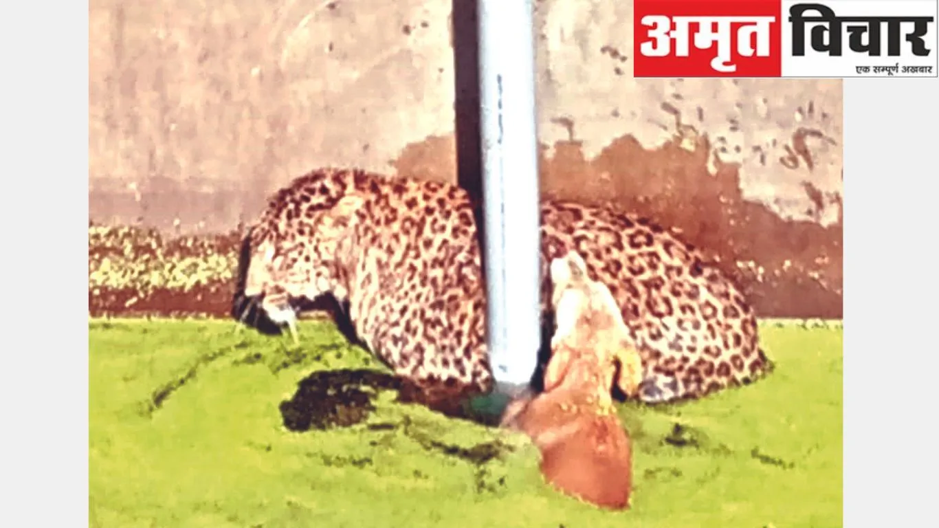 जसपुरः जब हौज में हुई कुत्ते की मौज, गुलदार को पड़े जान के लाले