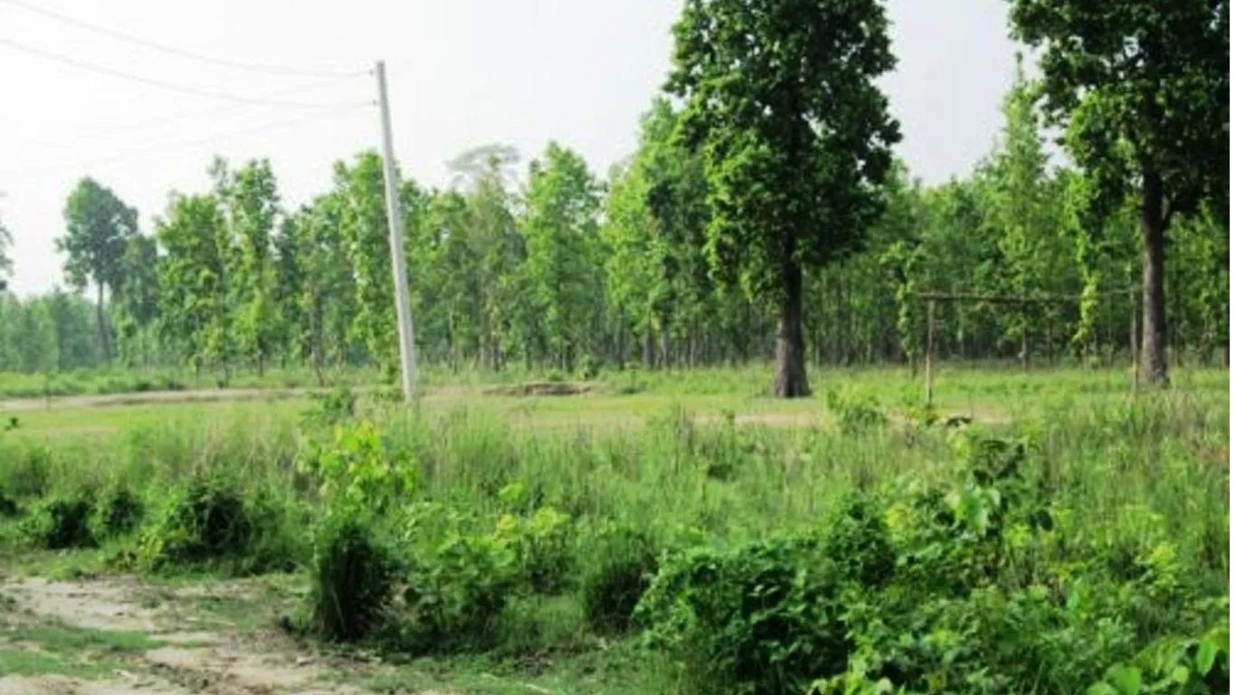 Haldwani News: वन भूमि से अतिक्रमण हटवाएंगे डॉ. पराग मधुकर धकाते , मिली नोडल अधिकारी की जिम्मेदारी