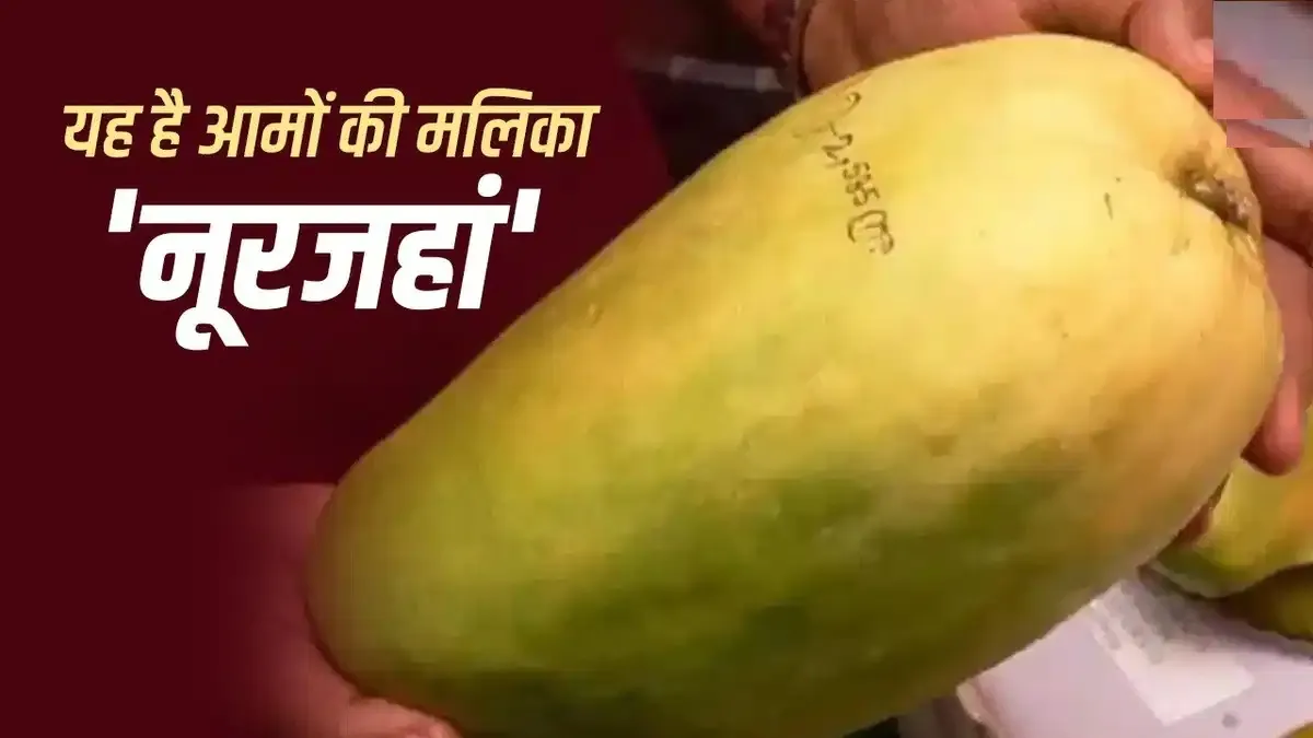 आमों की मल्लिका ‘नूरजहां’ का रकबा सिकुड़ा, केवल आठ फलदार पेड़ बचे 