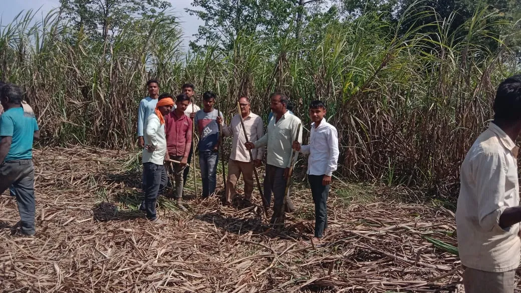 रामपुर: मसवासी में तेंदुए ने बनाया कुत्ते को निवाला, ग्रामीणों में दहशत का माहौल