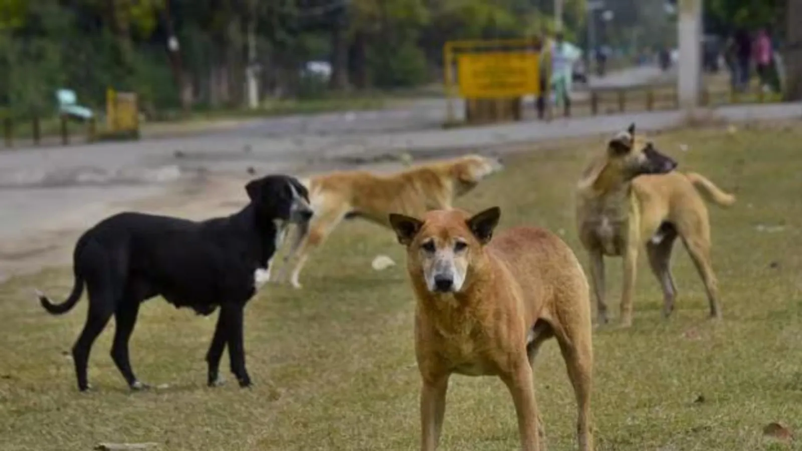 छत्तीसगढ़ : दुकान जा रही 5 साल की बच्ची को करीब आधे घंटे तक नोंचते रहे कुत्ते, हुई मौत