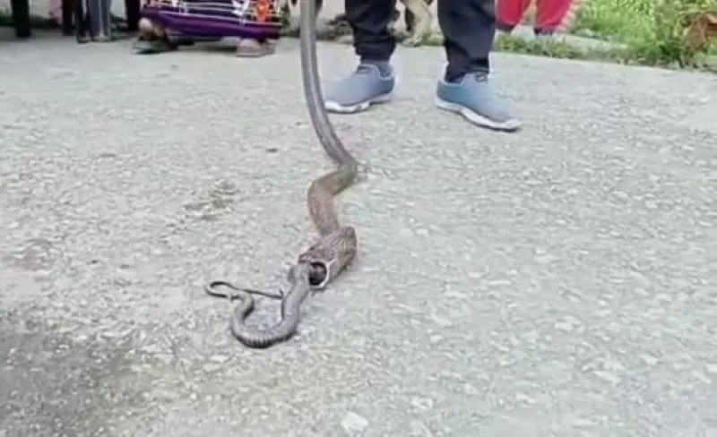 रामनगर: कोबरा सांप ने अपनी बिरादरी के कोबरा को ही निगला