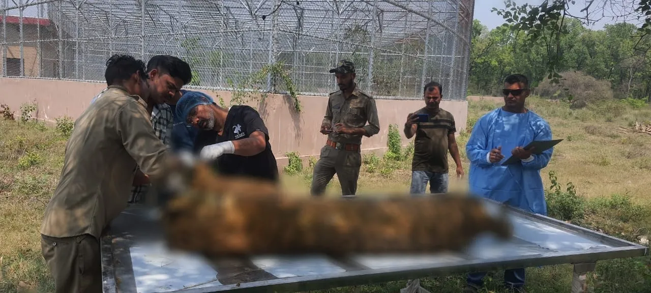 रामनगर: कार्बेट के झिरना में घायल बाघ ने दम तोड़ा,  बाघ की आयु थी करीब 5 वर्ष 