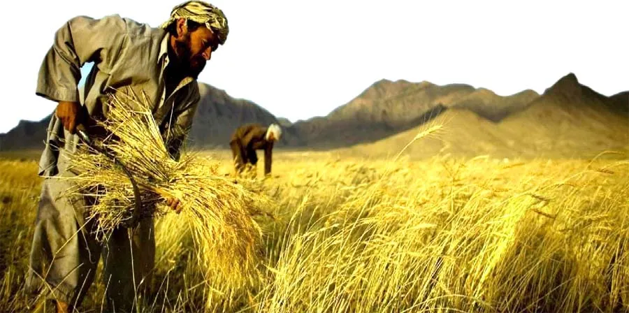 रुद्रपुर: तराई में किसानों को गेहूं कटाई के लिए नहीं मिल रहे मजदूर