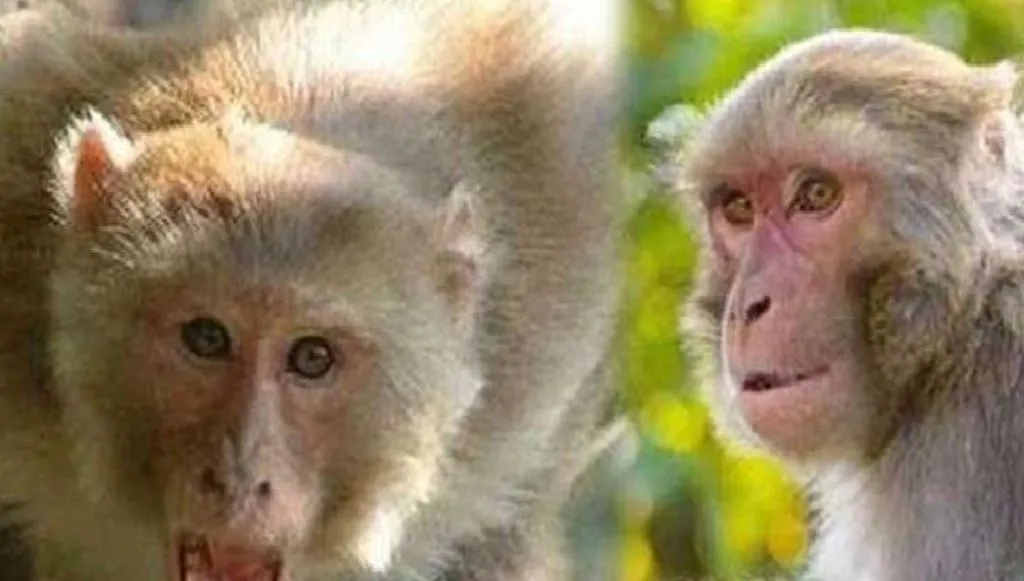 बरेली: जंक्शन पर बंदरों का आतंक, महिला स्टेशन मास्टर और महिला यात्री पर हमला कर किया लहूलुहान