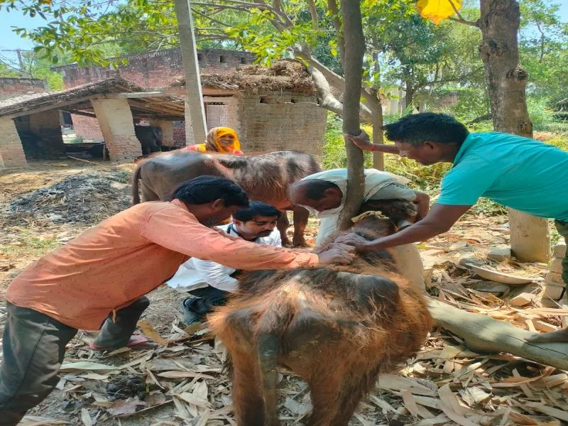लखनऊ : घर पहुंचकर एबुंलेंस कर रही पशुओं का मुफ्त इलाज