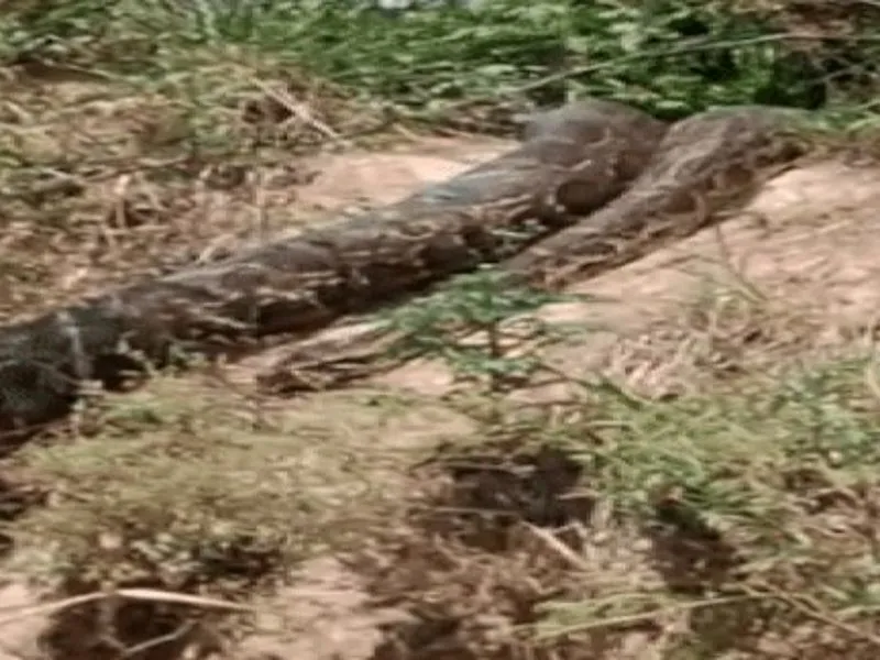 हापुड़ के जंगल में निकला अजगर, एनाकोंडा का दिया जा रहा नाम, लोगों में दहशत, देखें Video