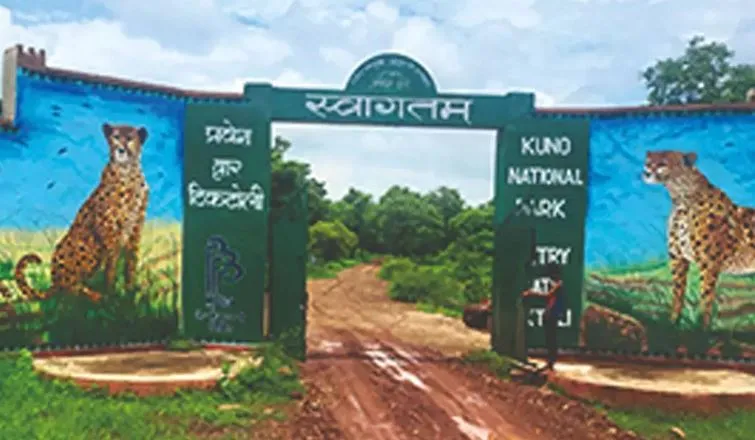 मध्य प्रदेश : कूनो राष्ट्रीय उद्यान के पास गांव में एक खेत में पहुंचा चीता, जंगल भेजने के प्रयास जारी 