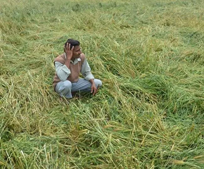 बेमौसम बरसात: 5.23 लाख हेक्टेयर में गेहूं की फसल प्रभावित, किसानों को भारी नुकसान का अंदेशा