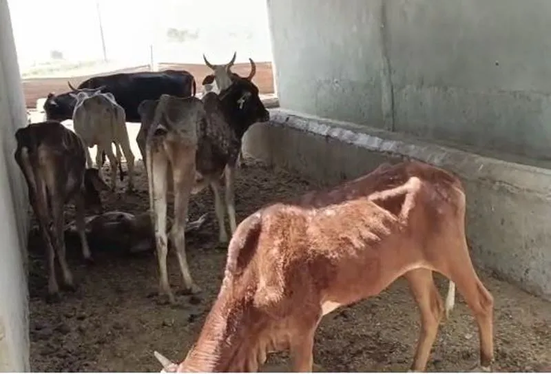 बदायूं: मुख्यमंत्री का निर्देश बेअसर, भूख से मर रहे गोवंश, शव को नोच रहे कुत्ते