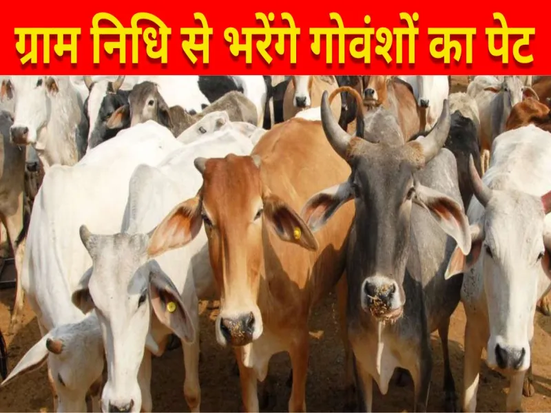 लखनऊ: ग्राम निधि से भरेंगे गोवंशों का पेट