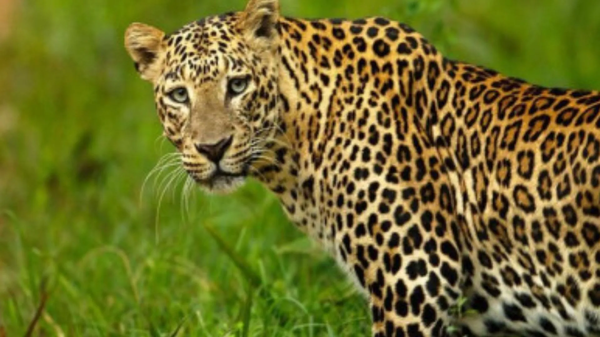 पीलीभीत: तेंदुए के हमले से दो किसान और एक पुलिसकर्मी घायल, जिला अस्पताल रेफर